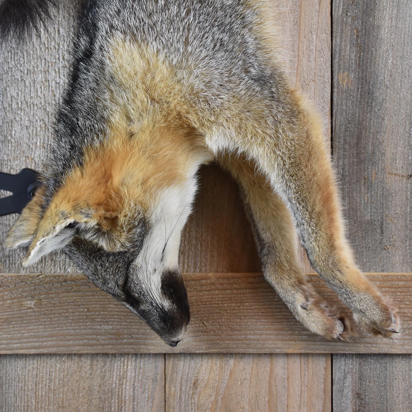 fox Taxidermy